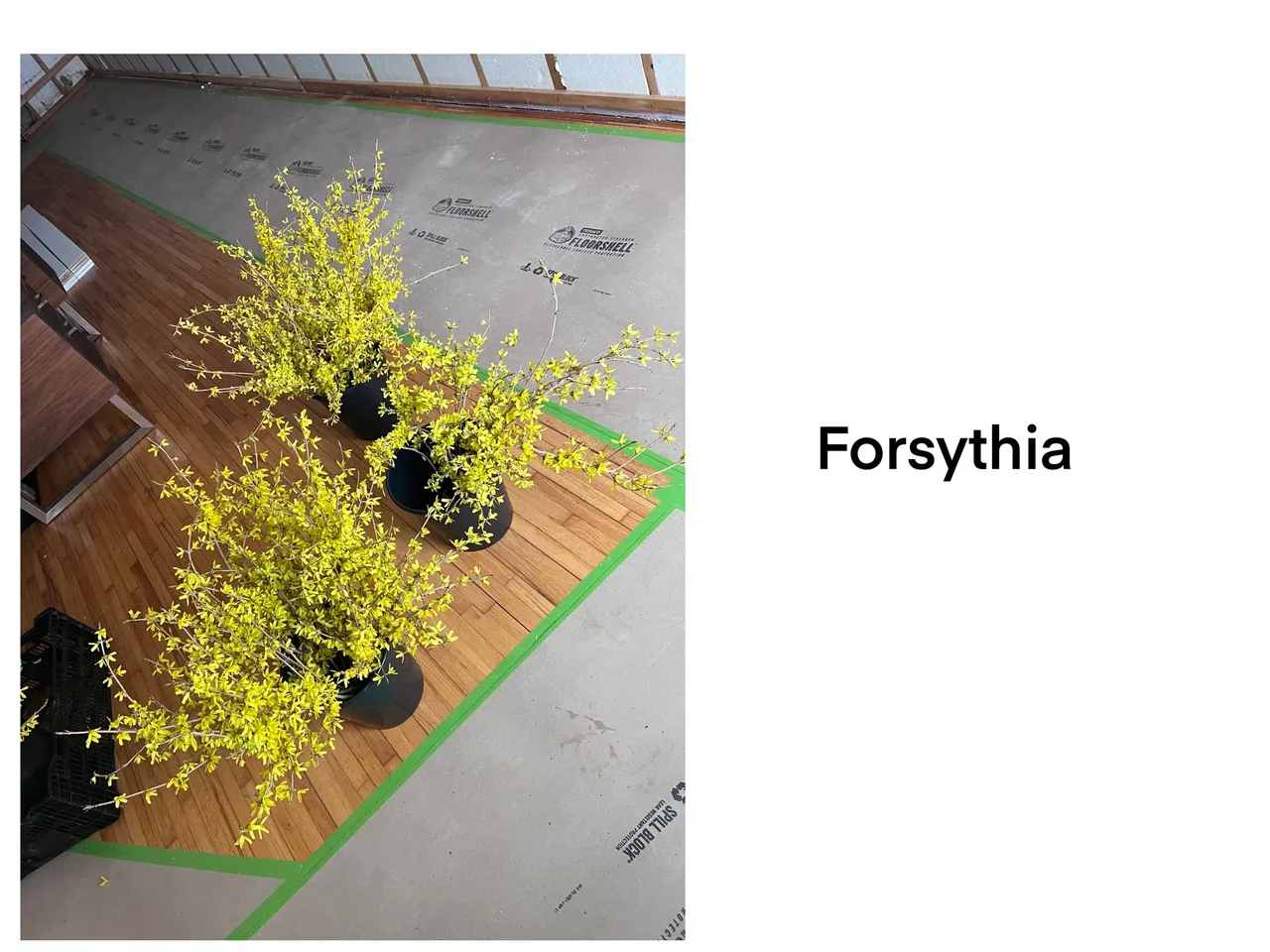 Bright yellow forsythia flowers indoors