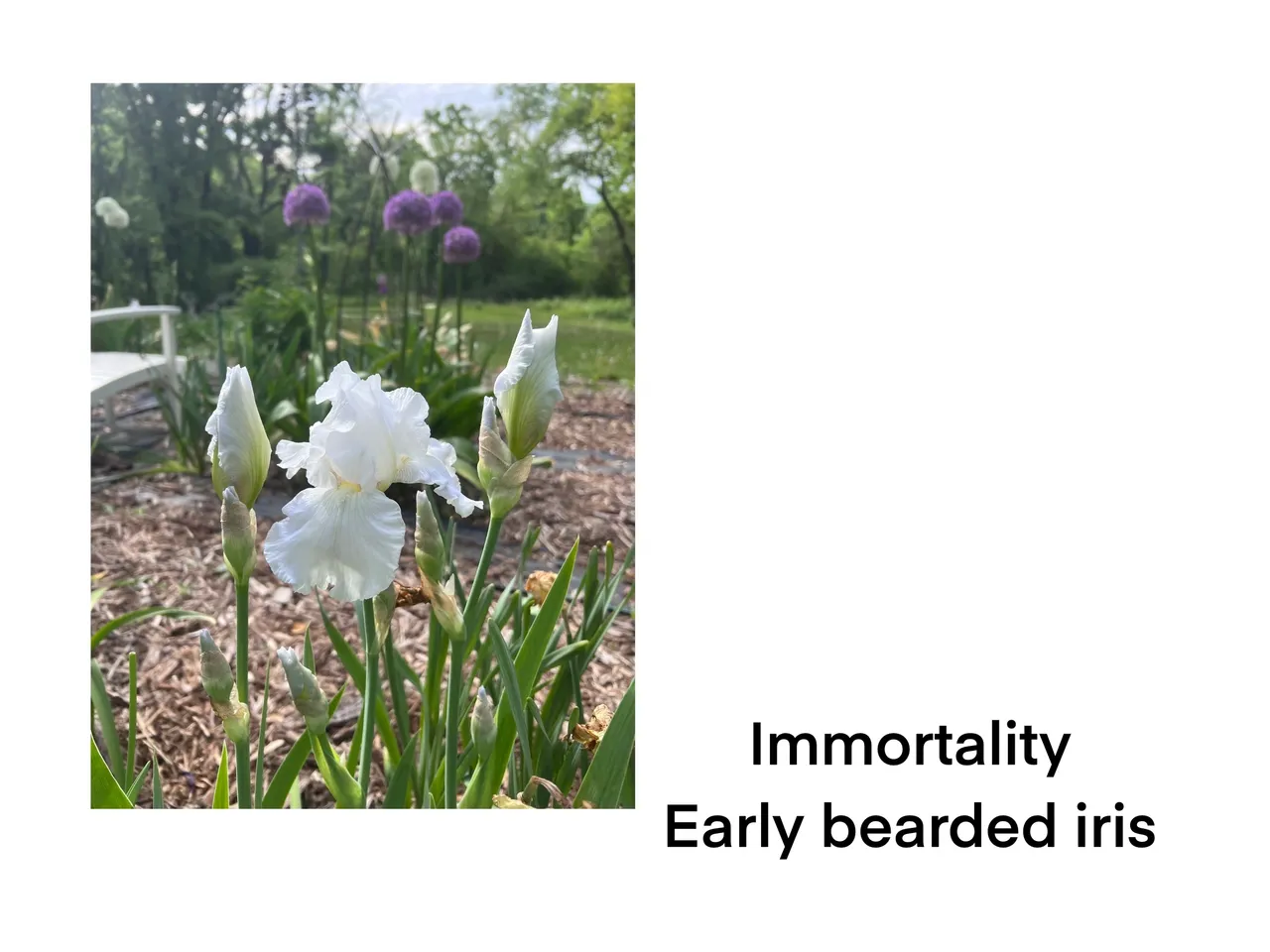 Immortality iris surrounded by wood chips.