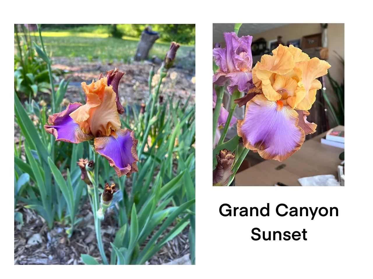 Colorful iris flowers in garden