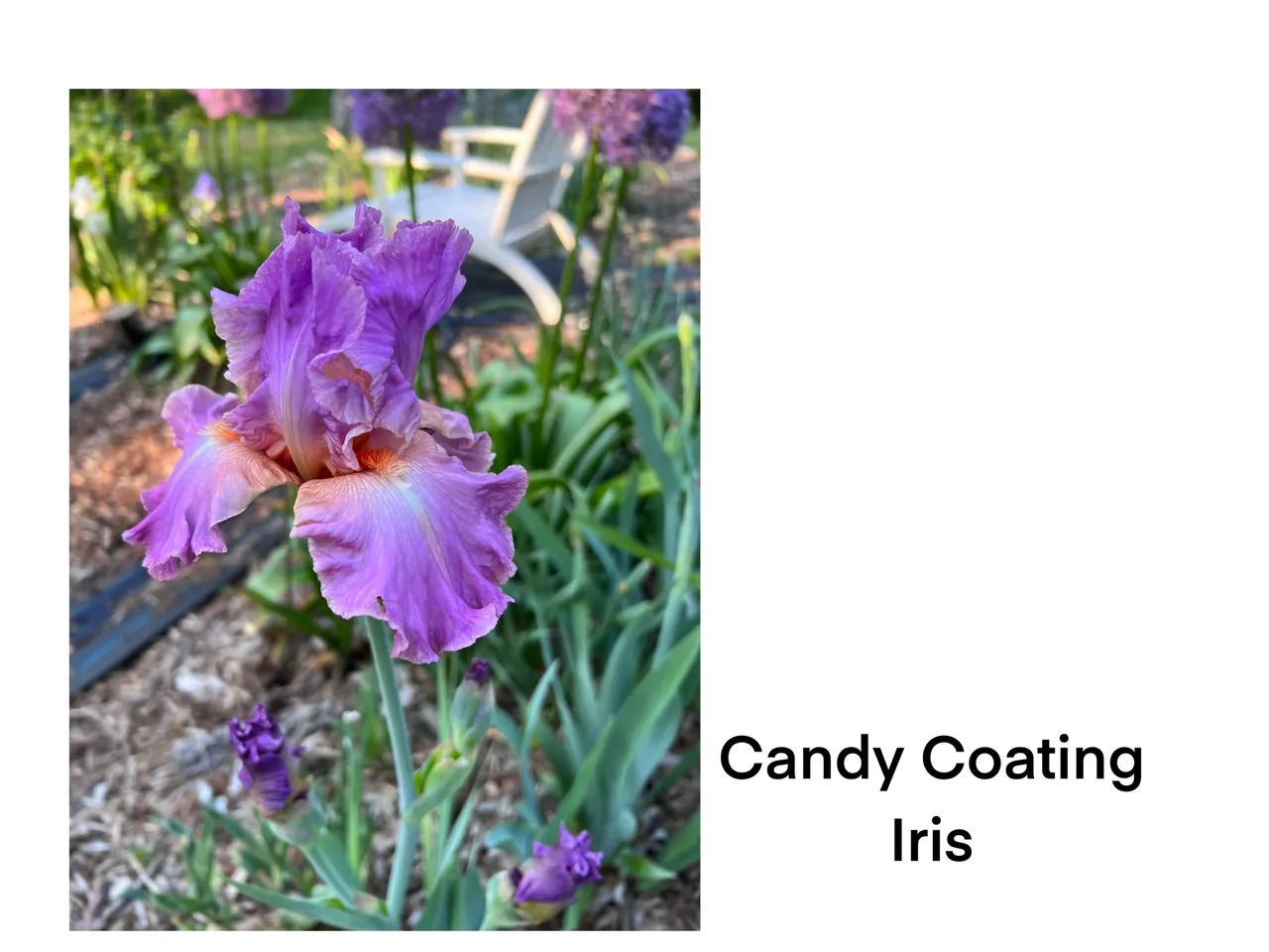 Close-up of Candy Coating iris