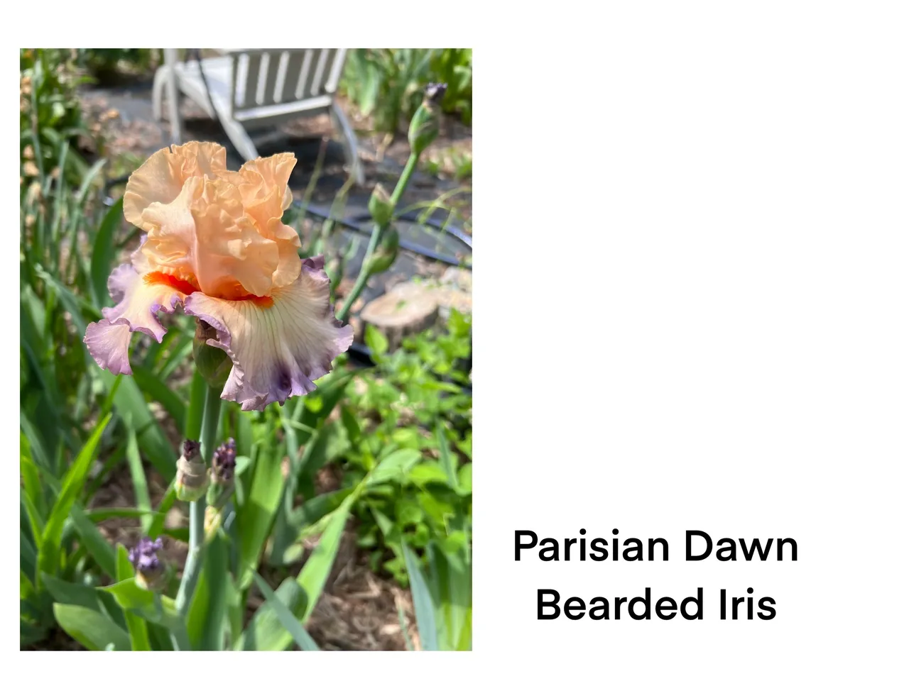 Orange and purple bearded iris bloom