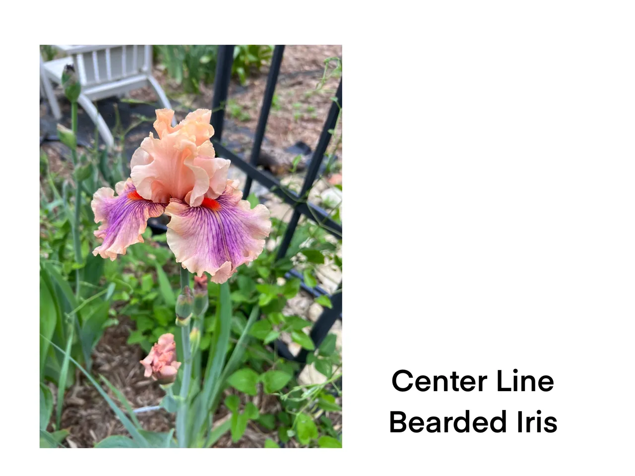 Peach and purple bearded iris bloom