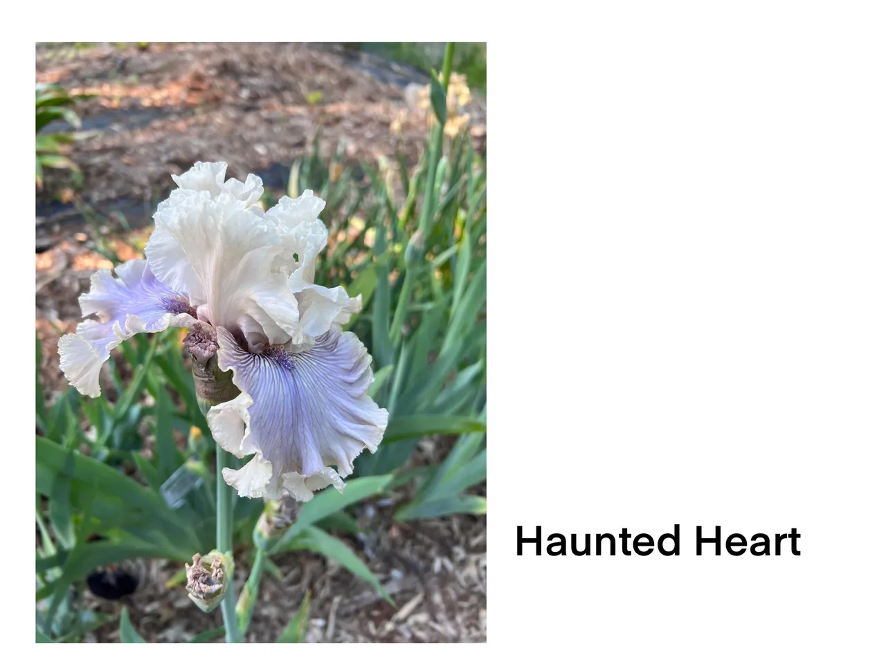 Blooming iris in garden