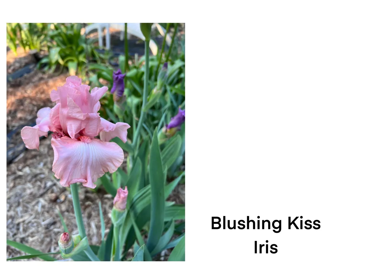 Pink iris in garden