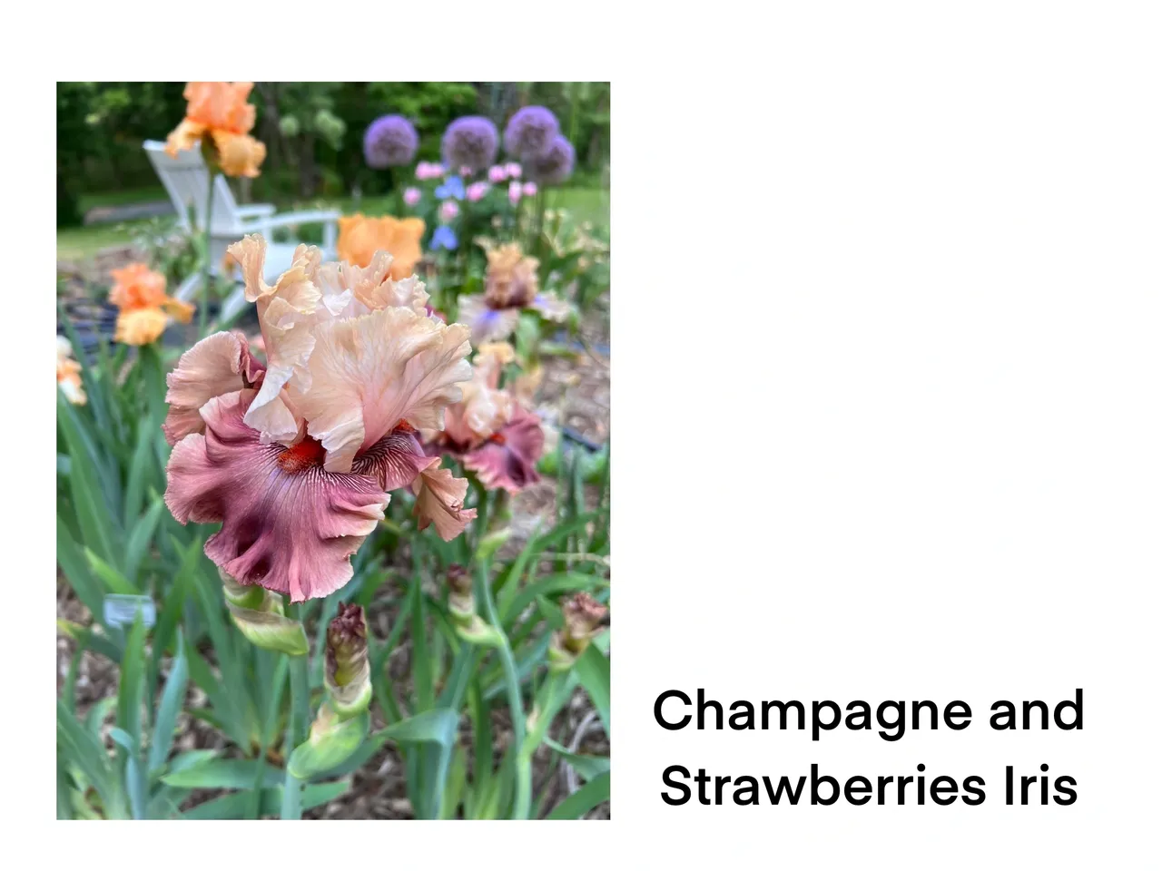 Iris flower in garden setting