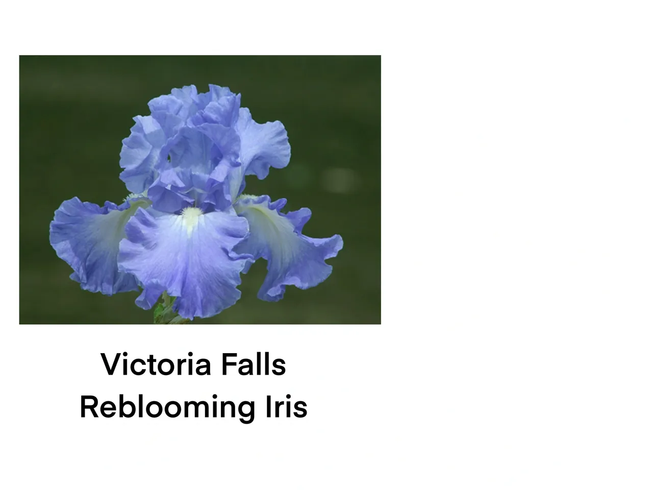Purple iris flower against green background
