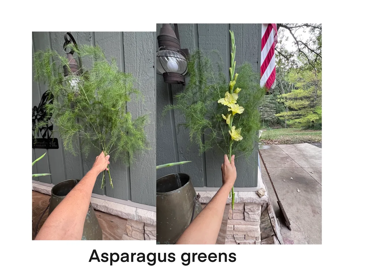 Hand holding asparagus greens outdoors