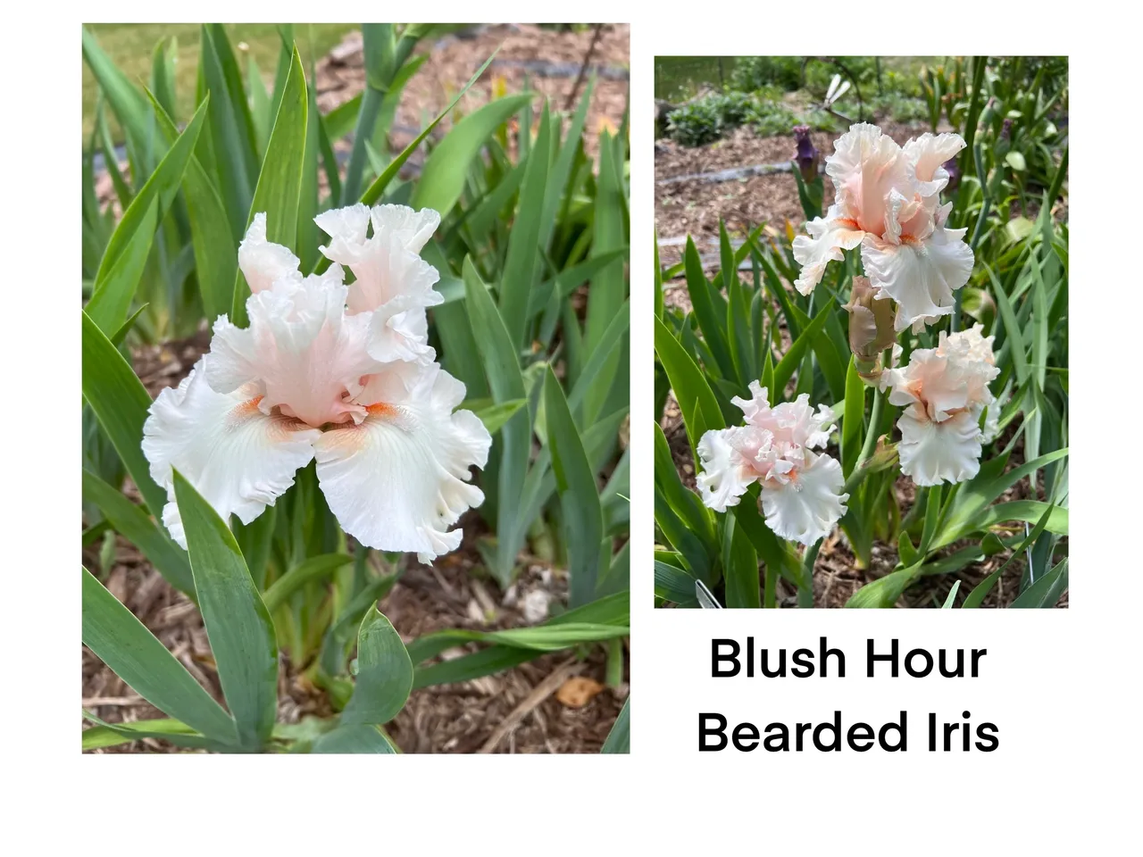 Blush Hour iris flowers close-up