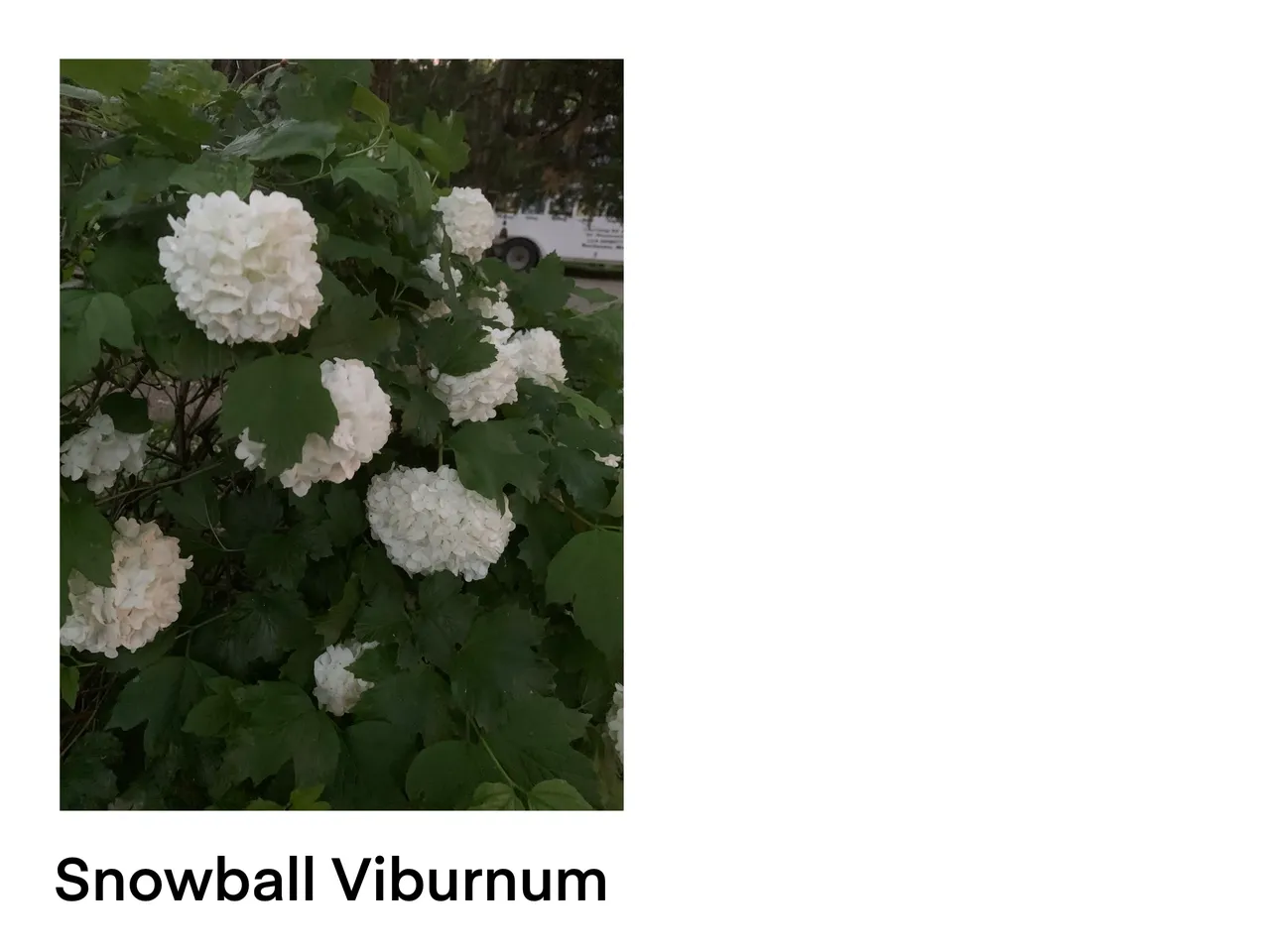 Blooming snowball viburnum shrub