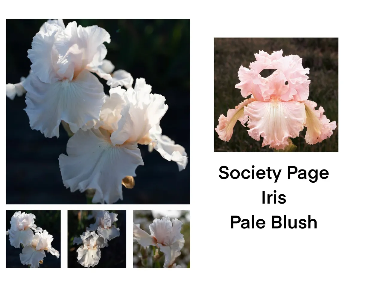 Pale blush iris flowers in bloom