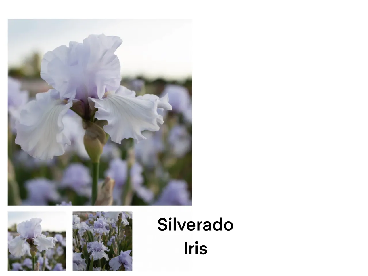 Close-up of a Silverado Iris