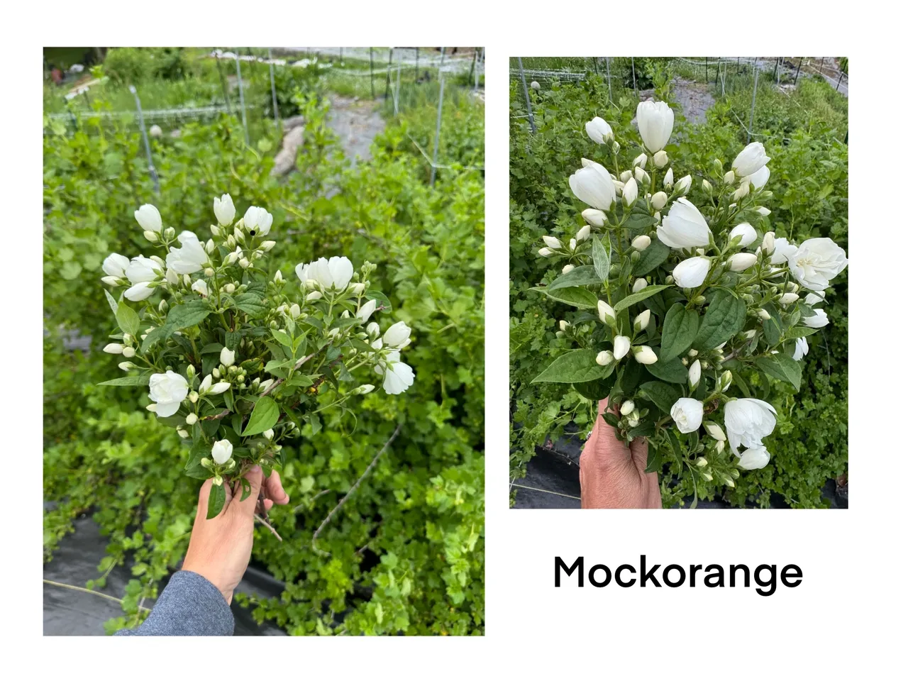 Fresh mockorange bouquet in hand