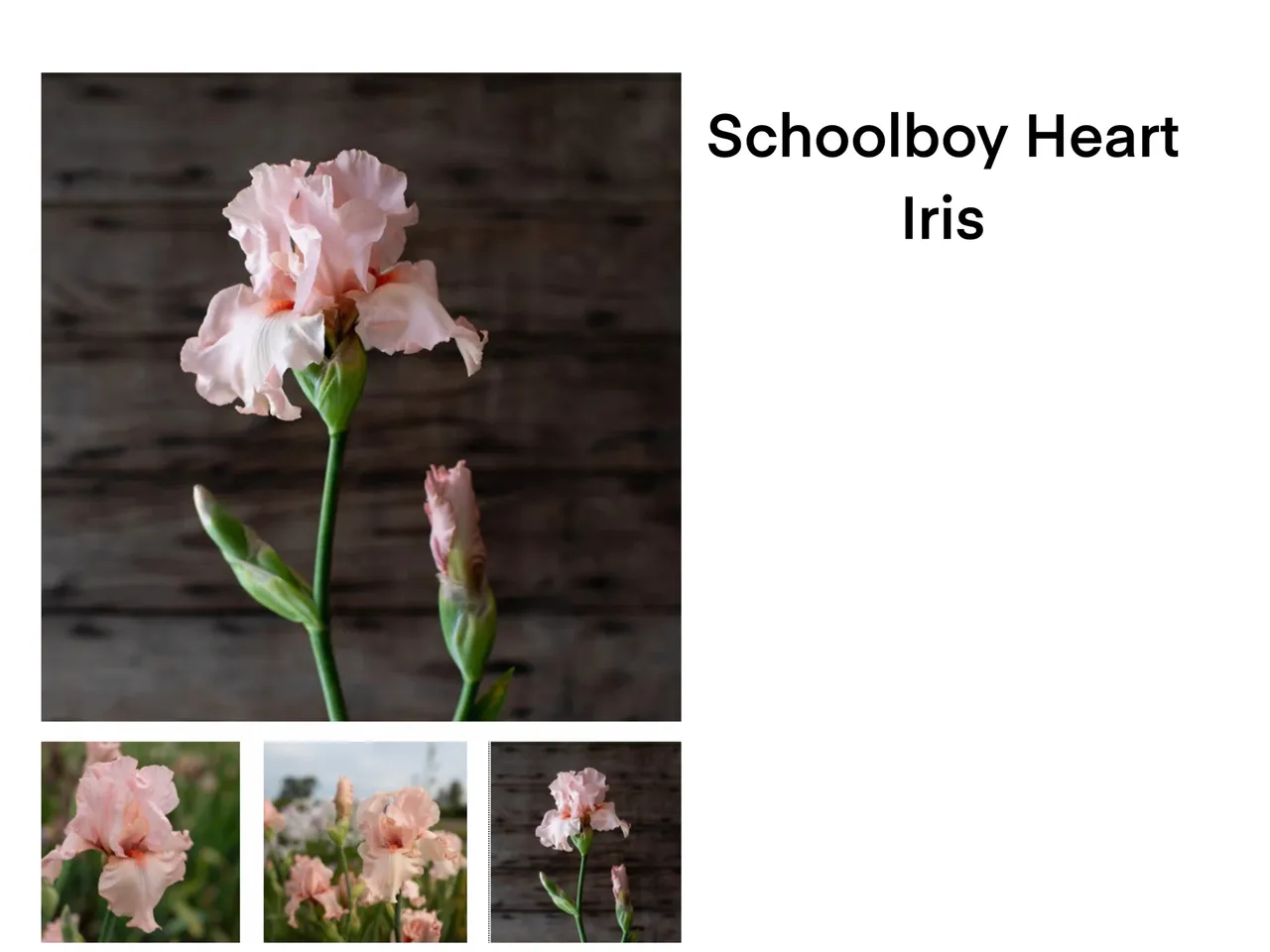 Delicate pink iris blooms