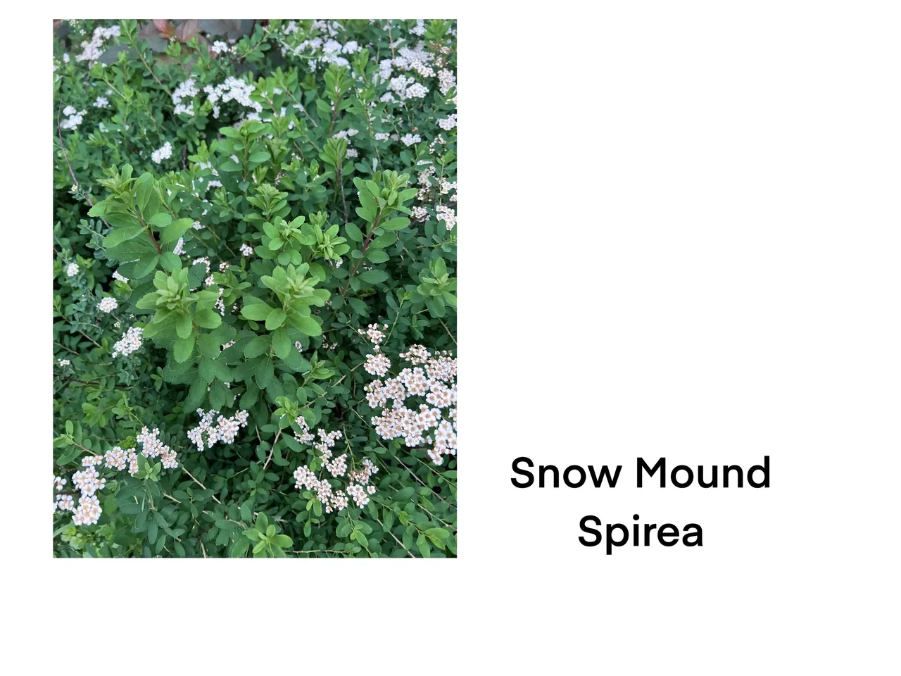 White flowers on green bush