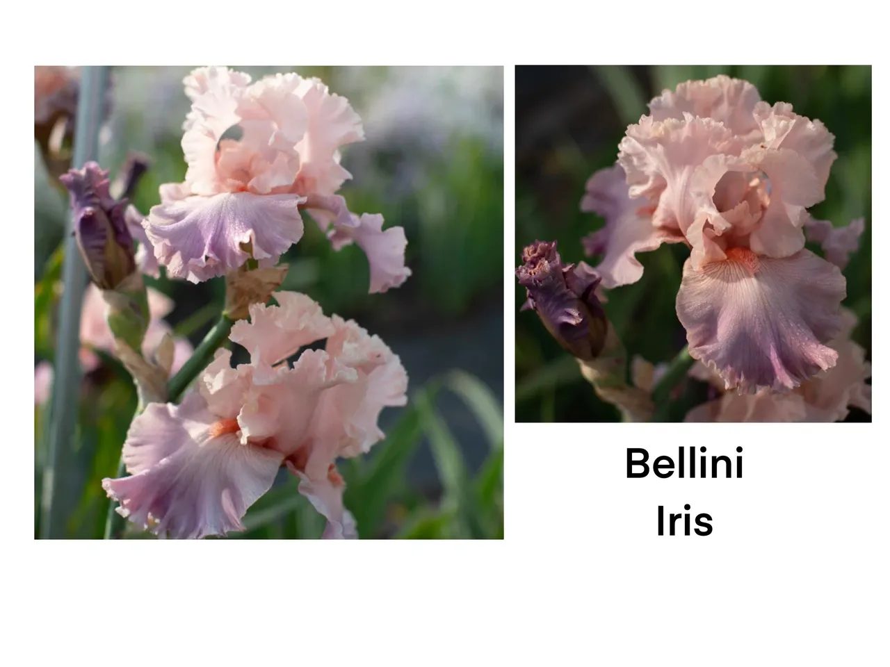 Bellini iris blossoms in bloom