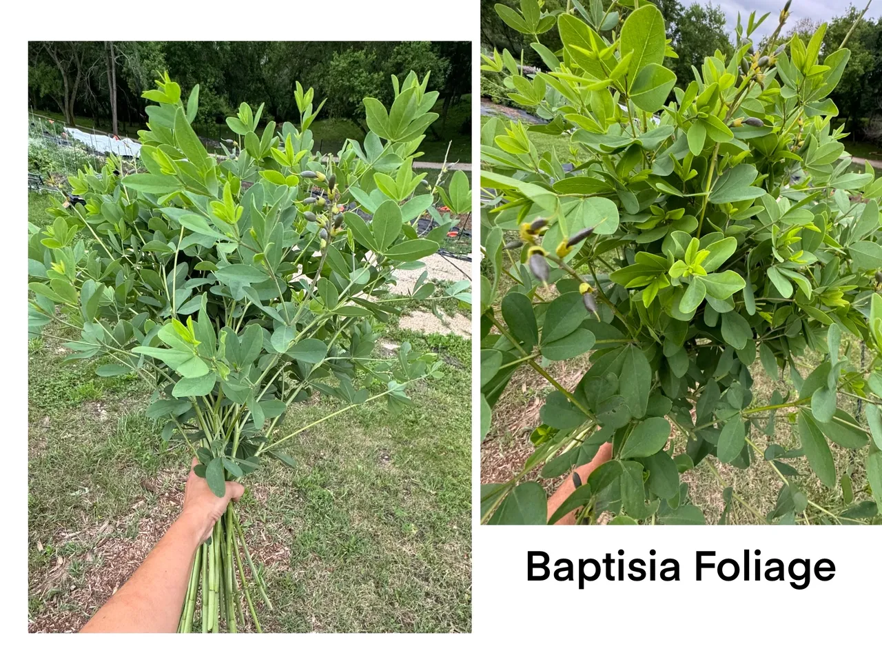 Bunch of green Baptisia leaves