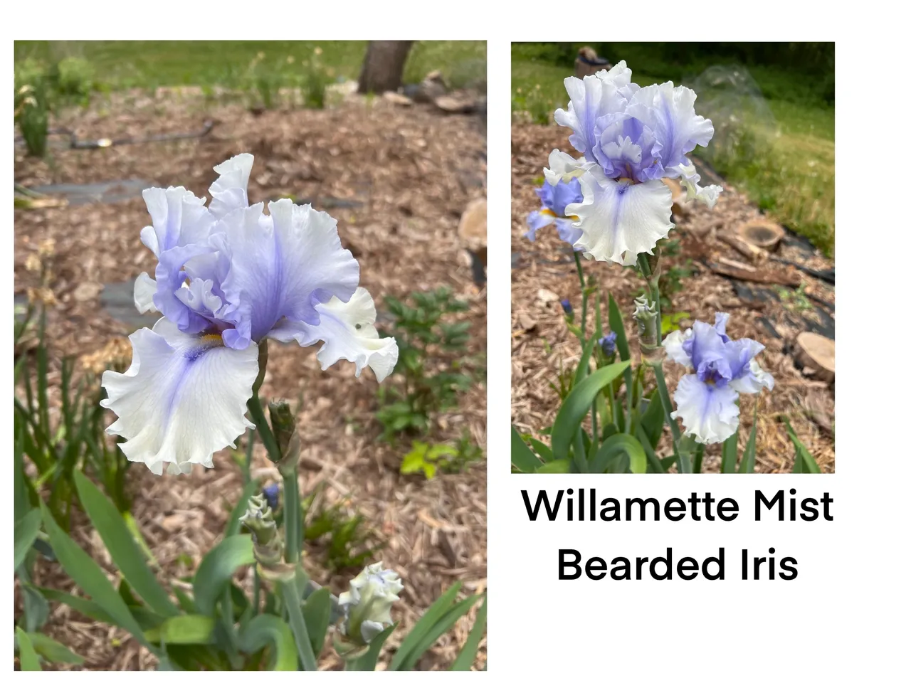 Pale purple bearded iris in garden