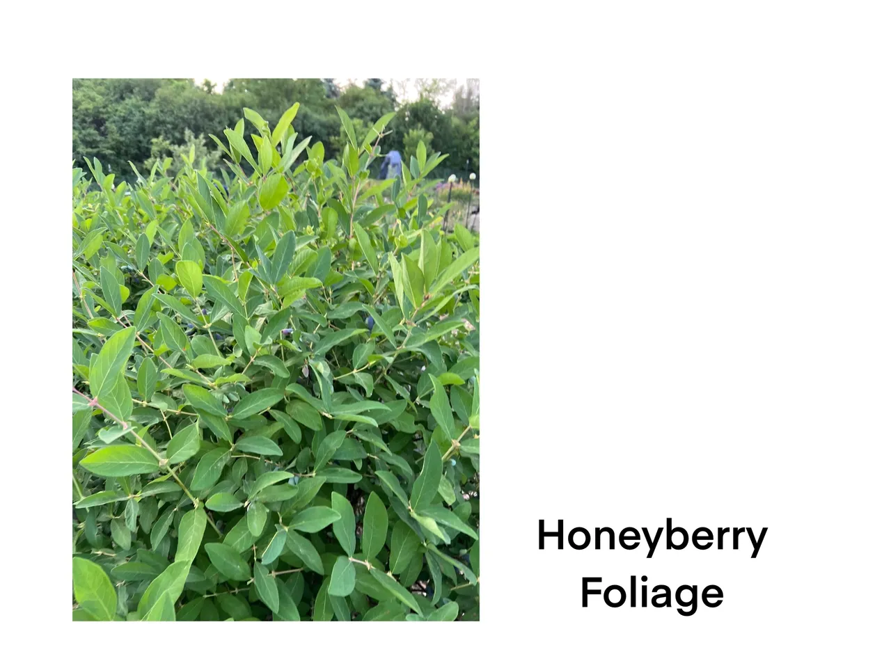 Green honeyberry leaves in garden setting