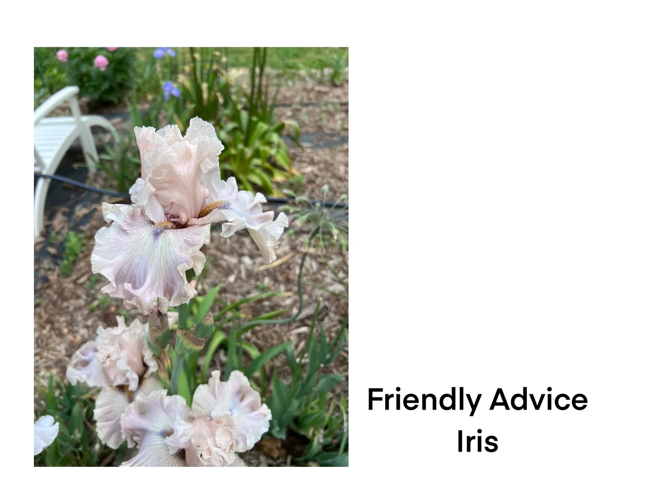 Blooming iris with ruffled petals