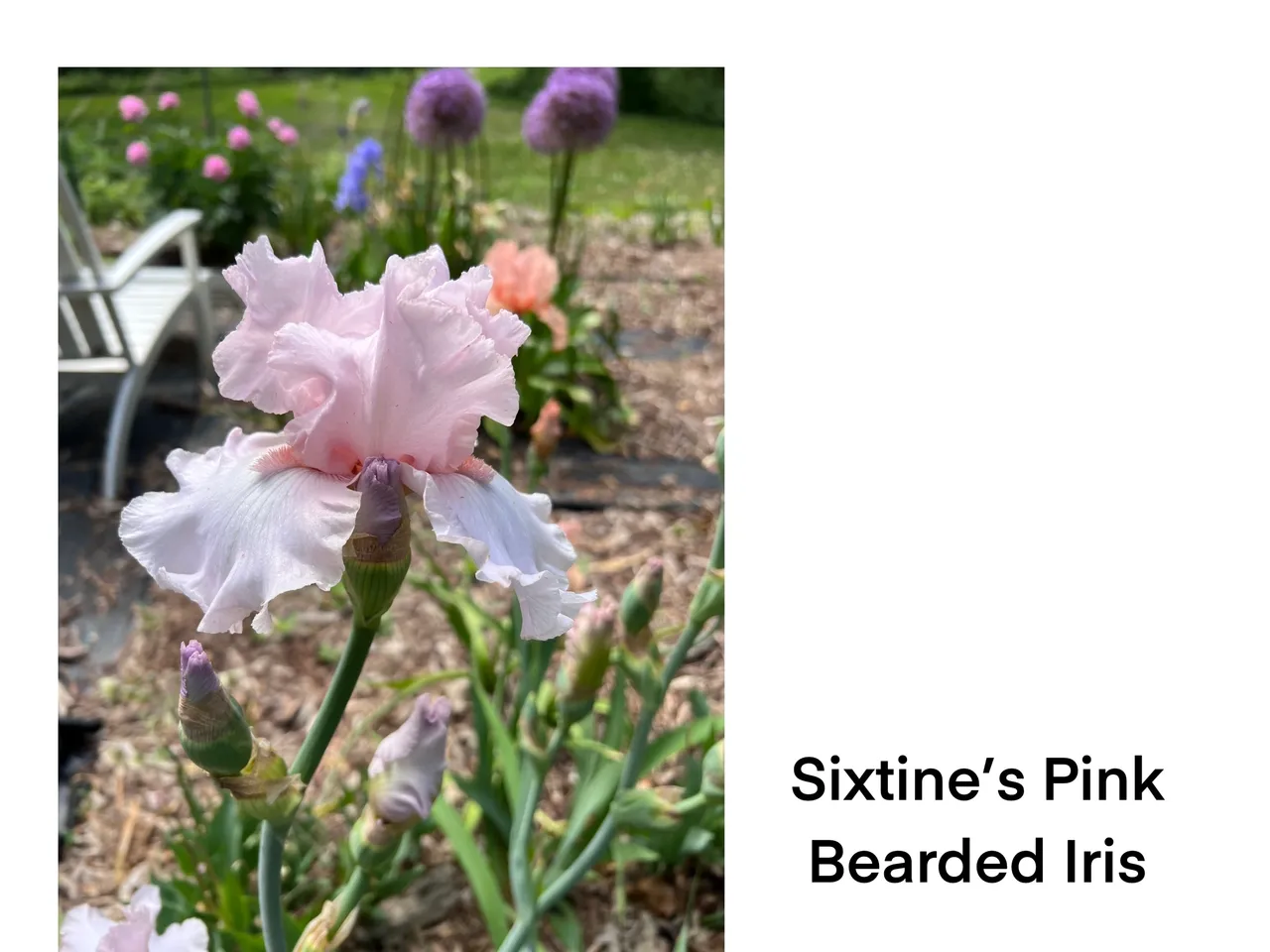 Light pink bearded iris close-up