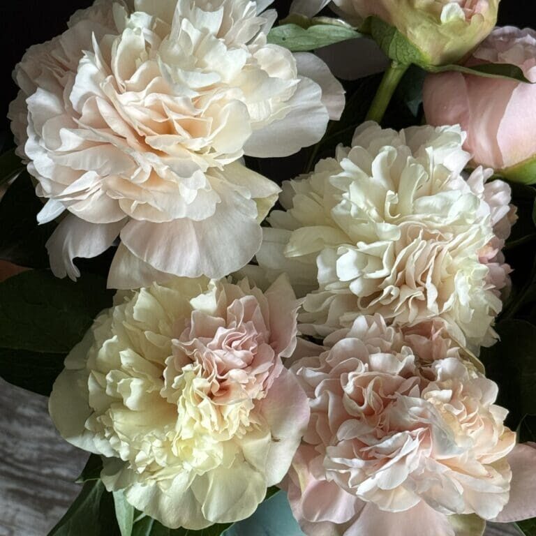 Close-up of soft pastel carnations in a bouquet.