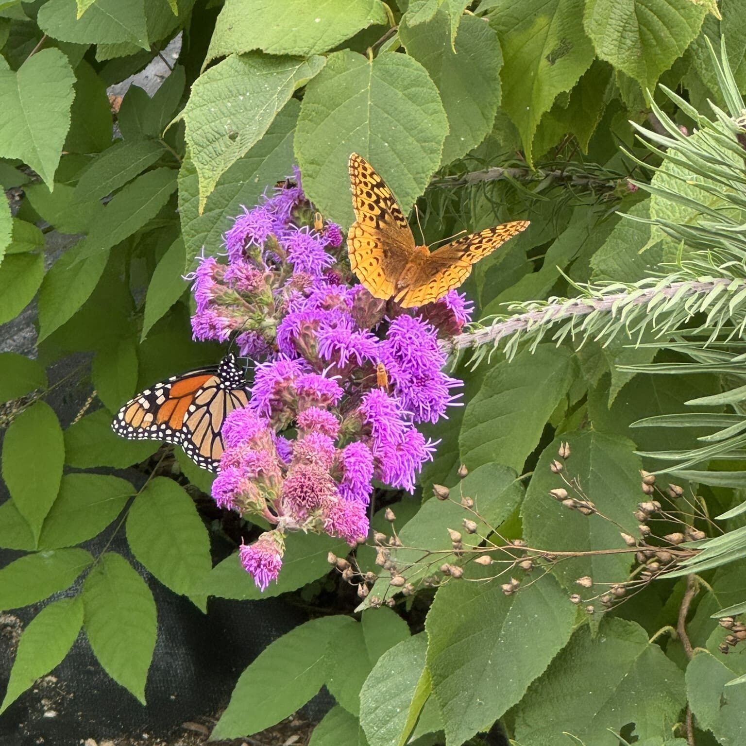 A butterfly perched on vibrant purple flowers surrounded by green leaves.