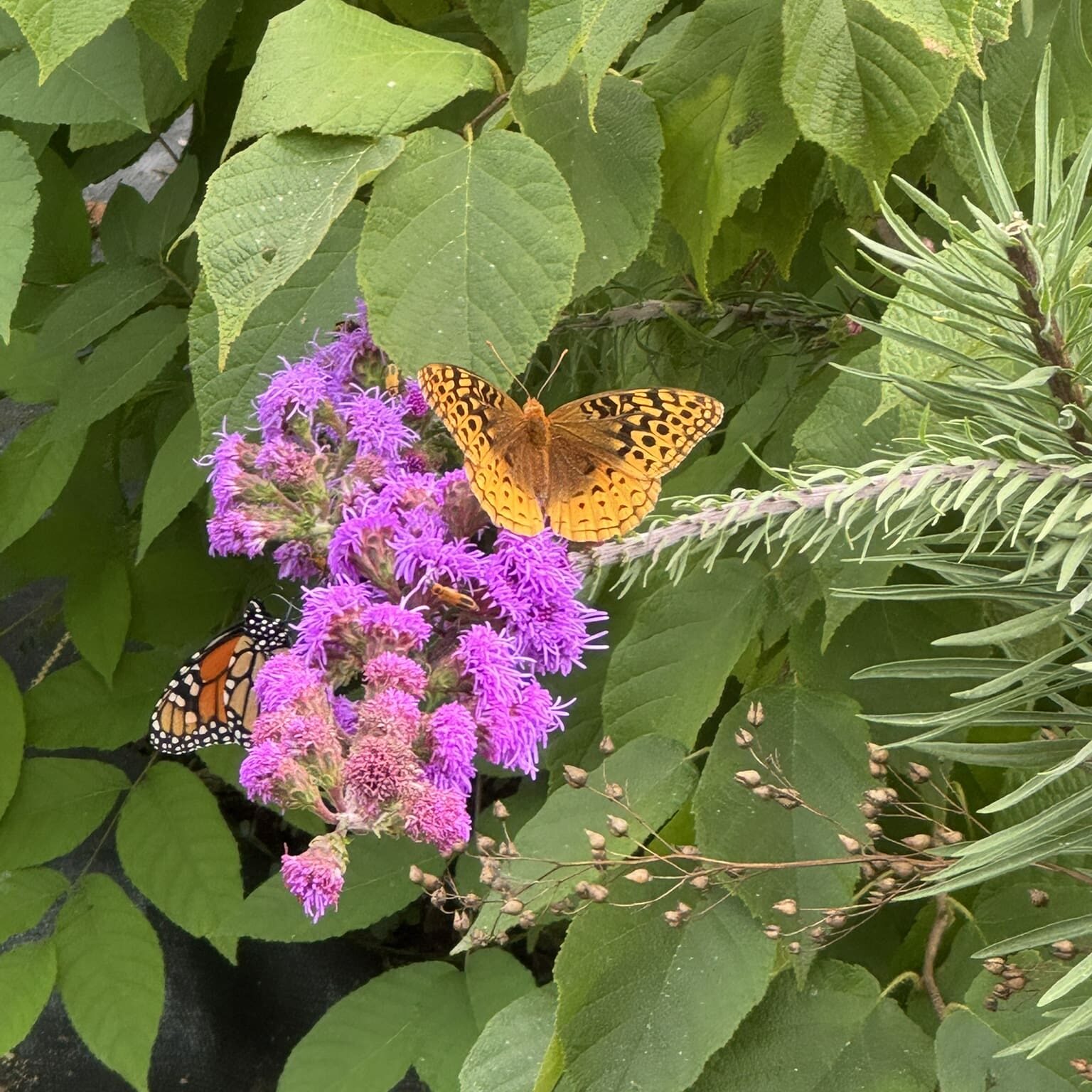 A butterfly perched on vibrant purple flowers amidst green leaves.