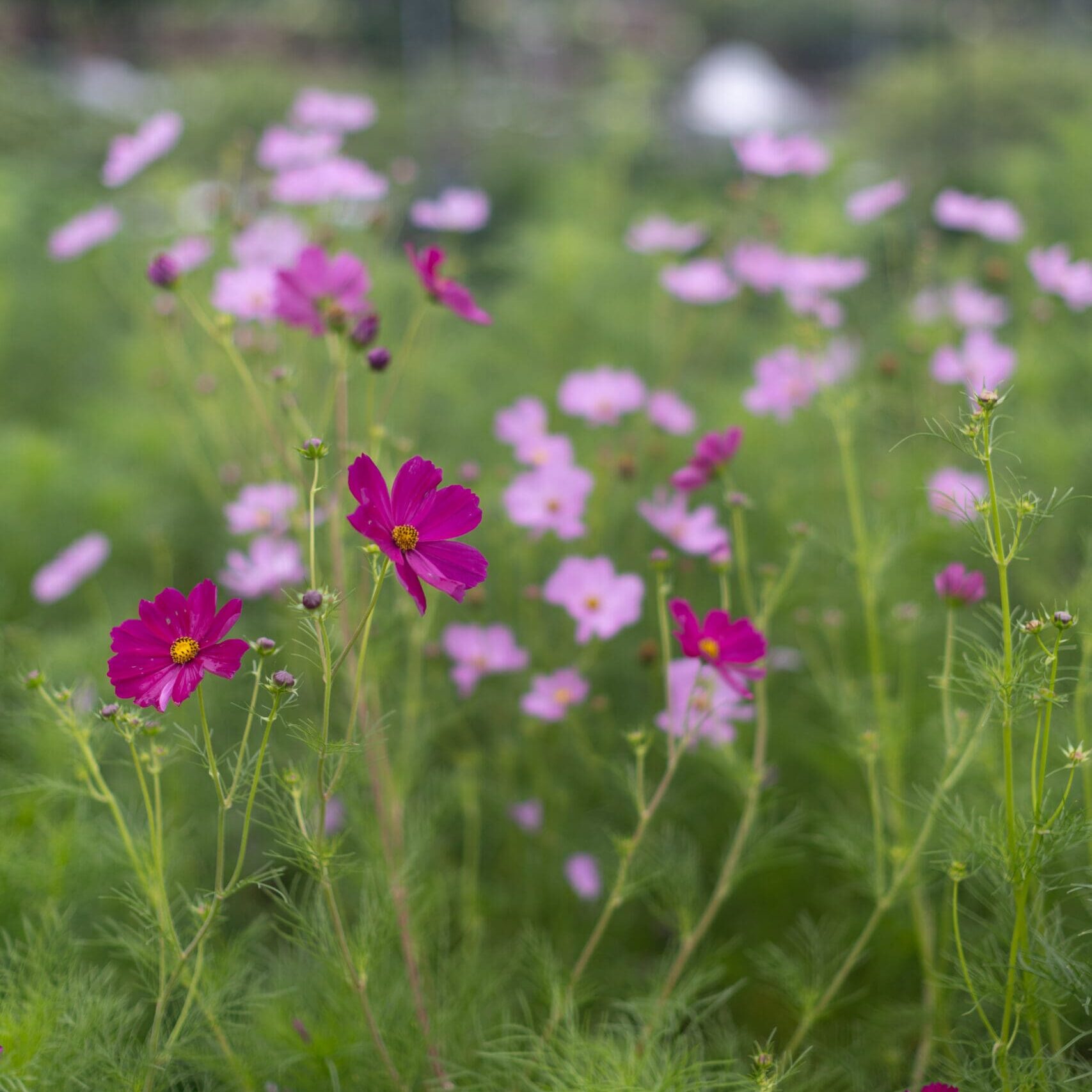 Vibrant pink and purple wildflowers swaying gently in a green field.