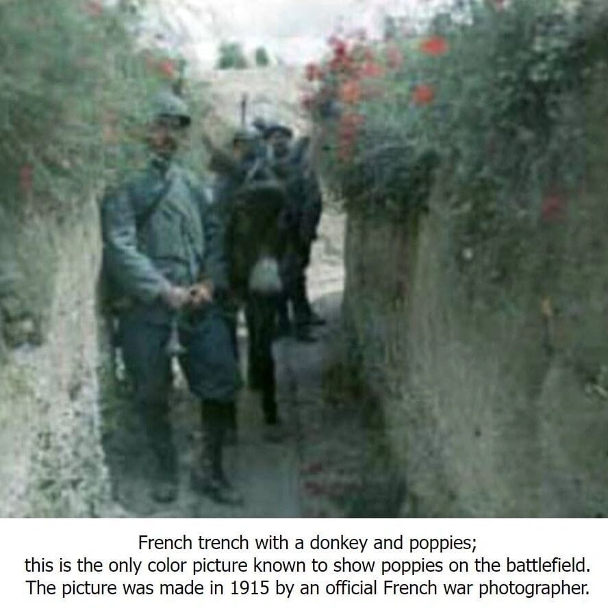 Soldiers and donkey in trench with poppies