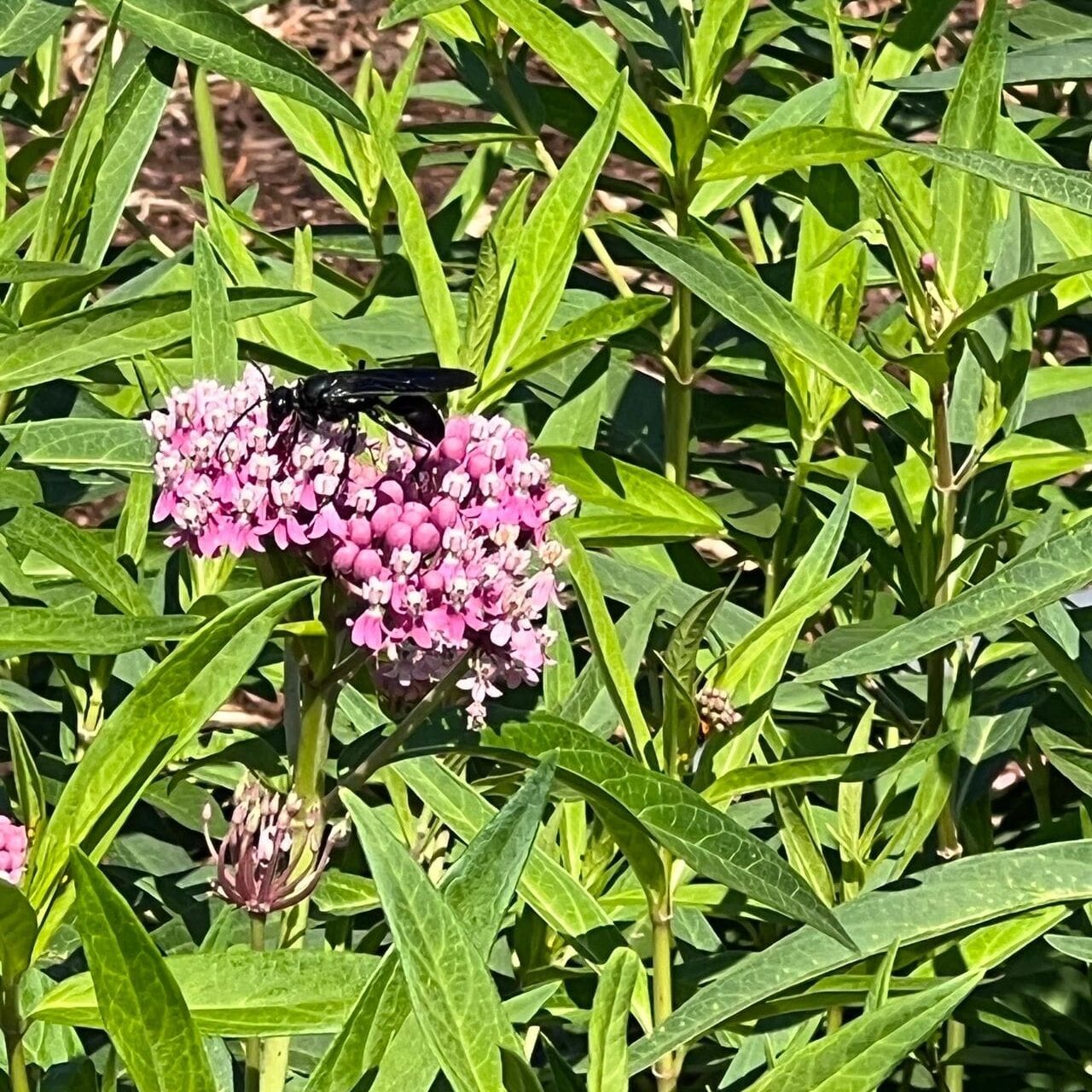Pollinator resting on vibrant flower