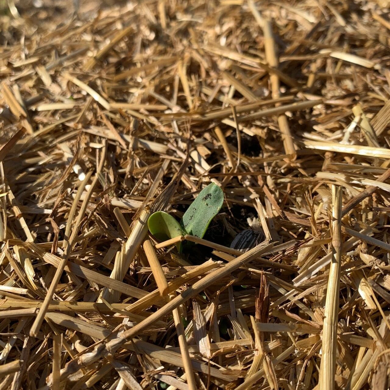 Tiny plant sprouting through hay