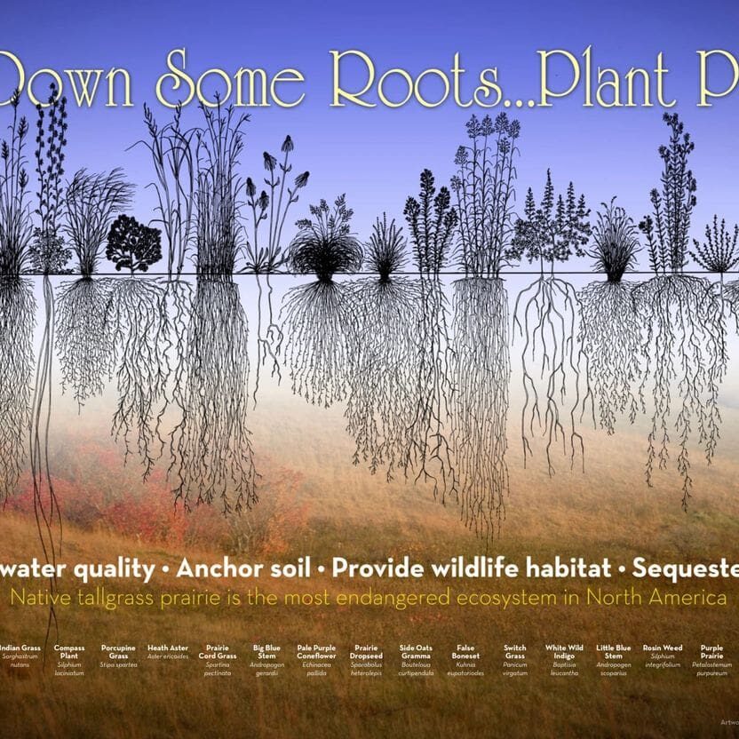 Native grassland ecosystem benefits