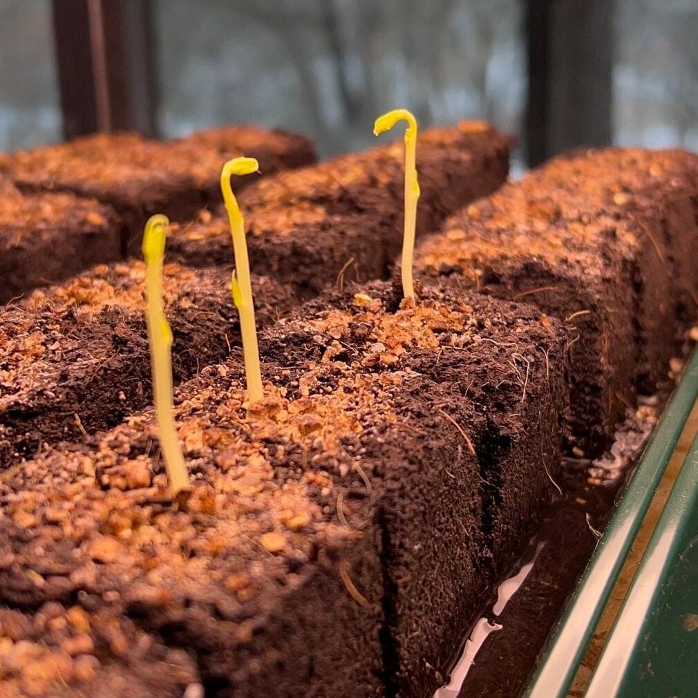 New sprouts growing indoors